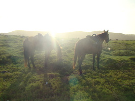 2007 10-Aruba Horses